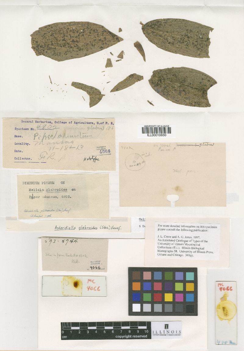 Coniothyrium glabroides image