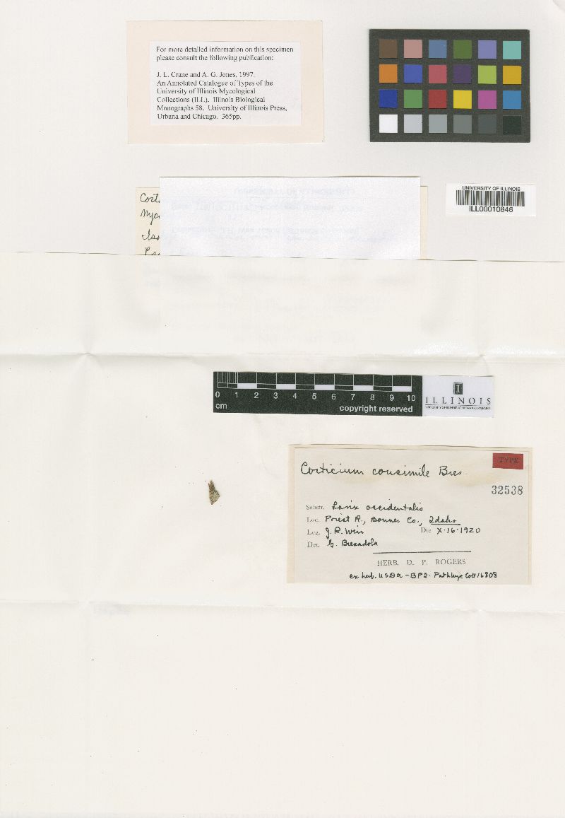 Corticium consimile image