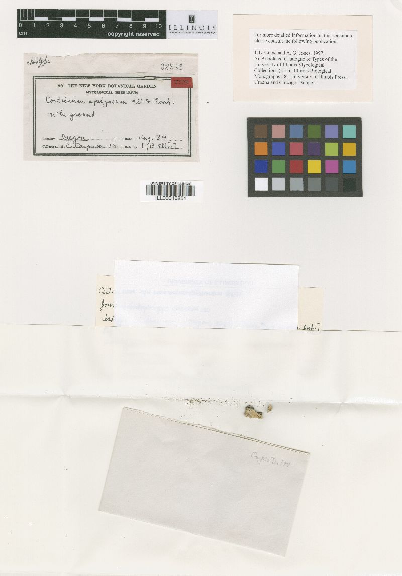 Gloiothele lactescens image