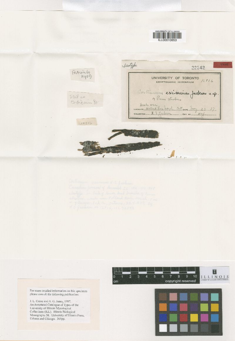 Sistotrema eximum image