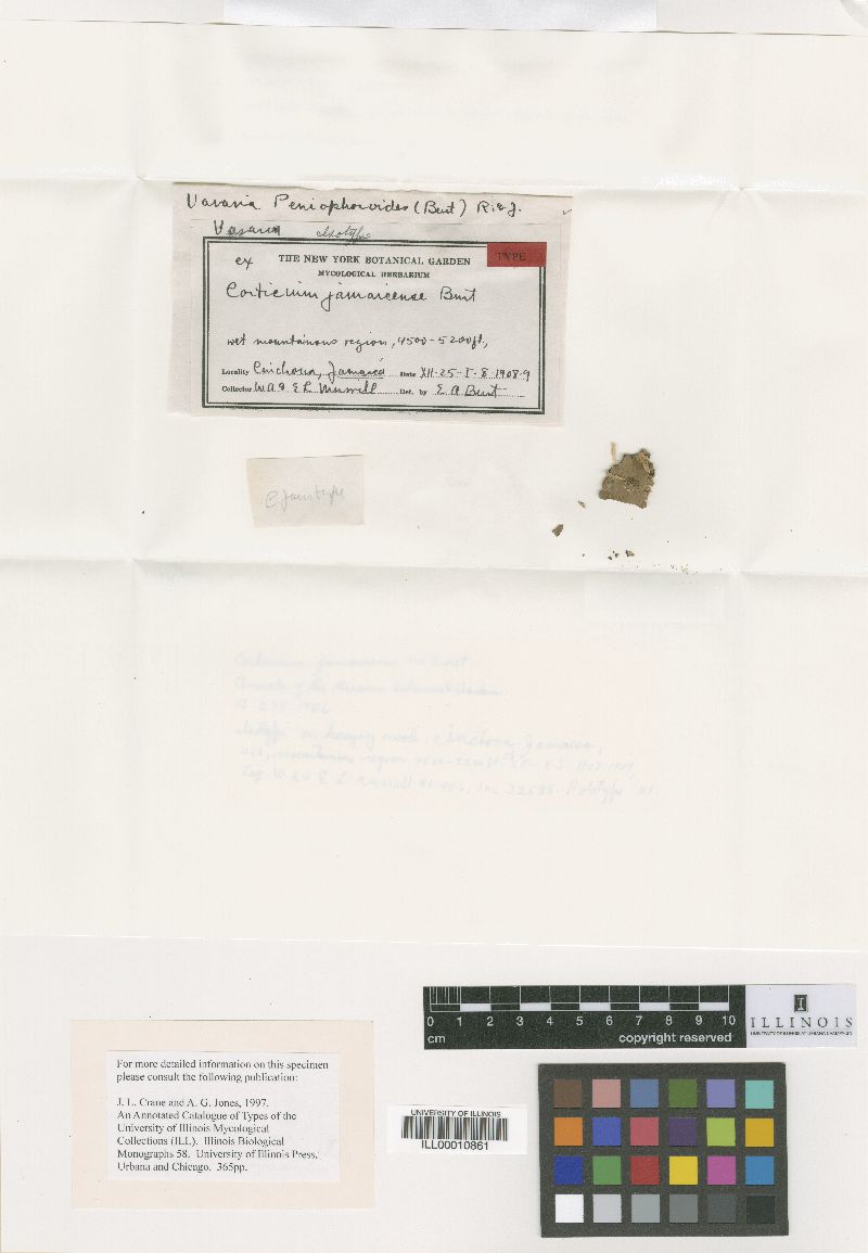 Corticium jamaicense image