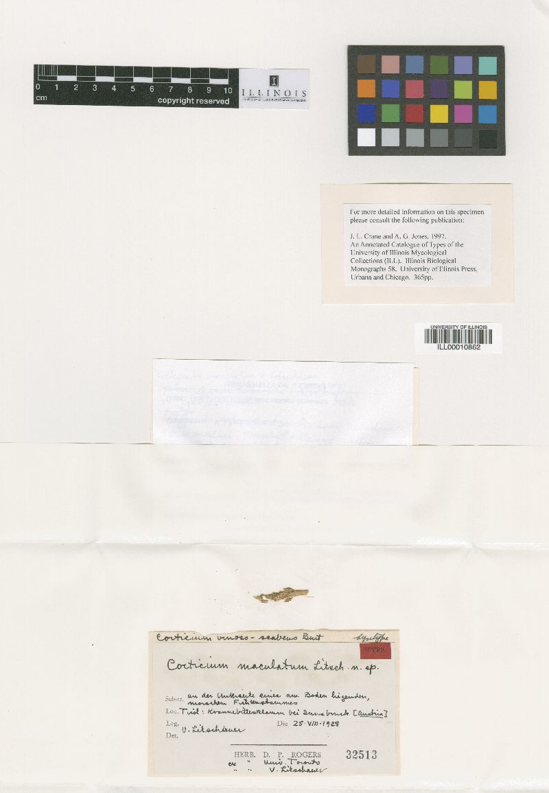 Corticium maculatum image