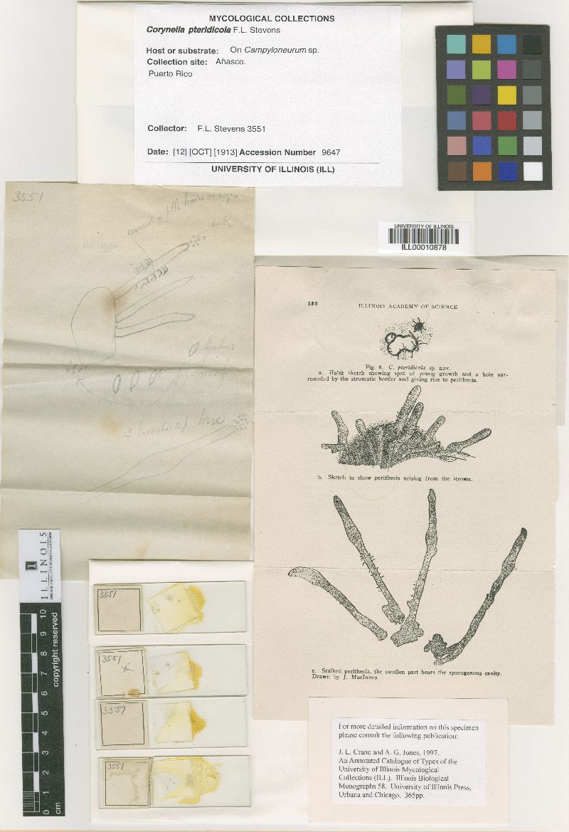 Corynelia pteridicola image