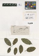 Dendrophoma gouldiae image
