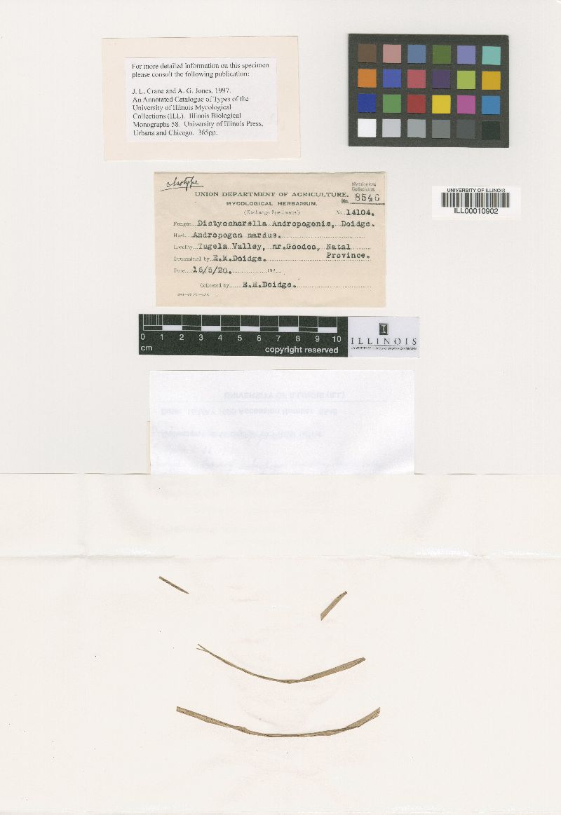 Dictyochorella image