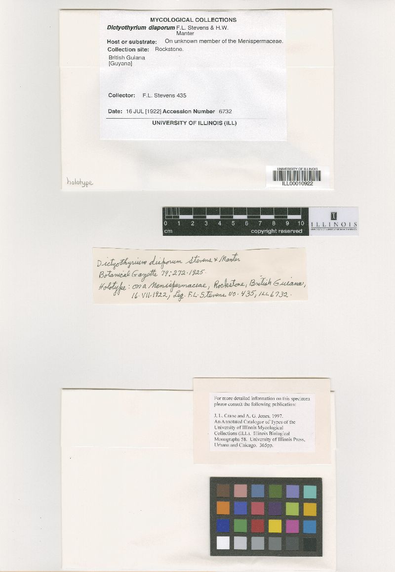 Dictyothyrium disporum image