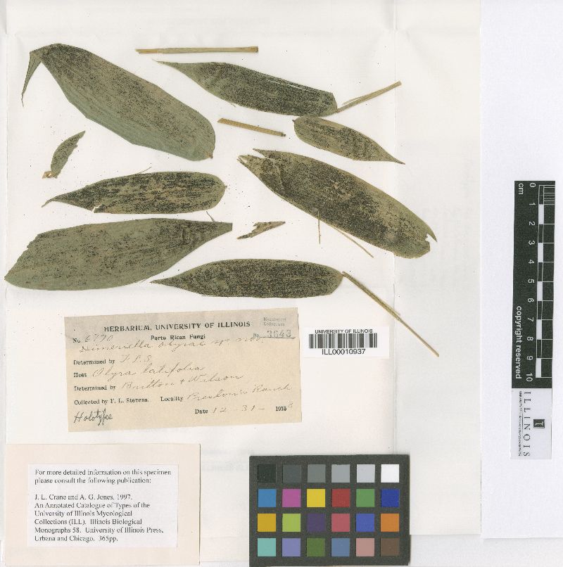 Dimeriella olyrae image