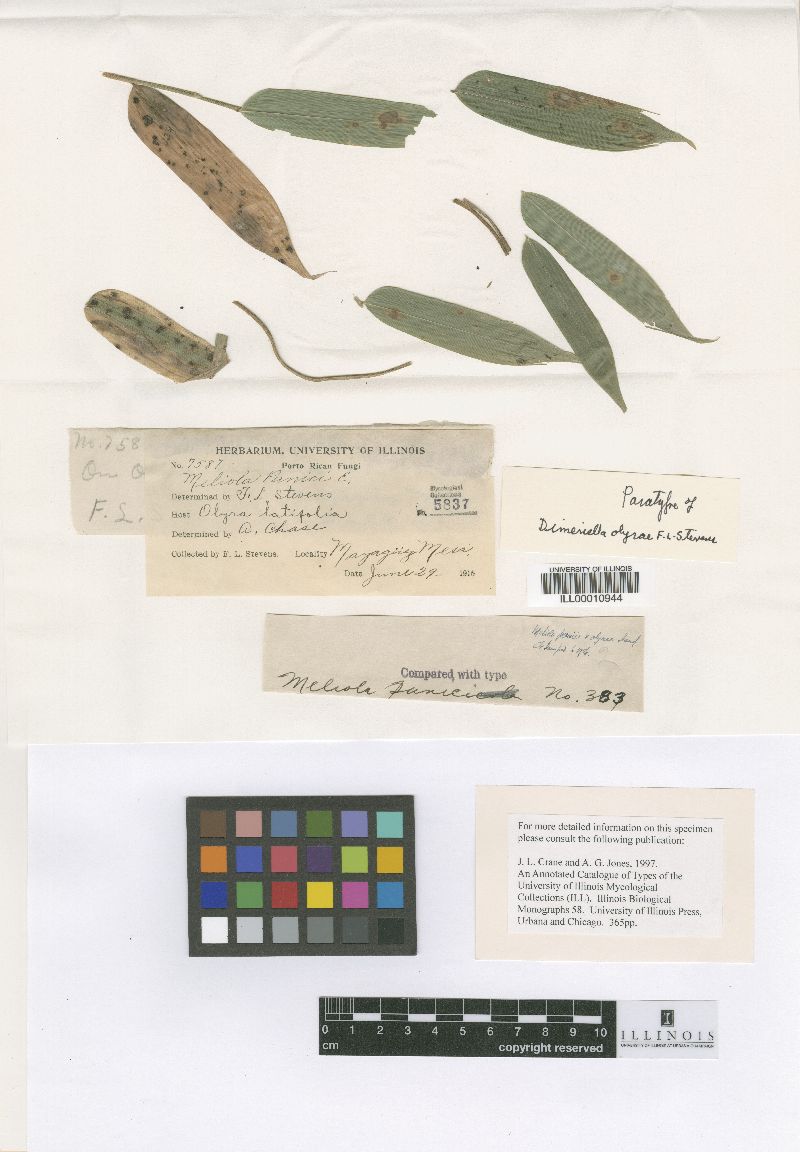 Dimeriella olyrae image