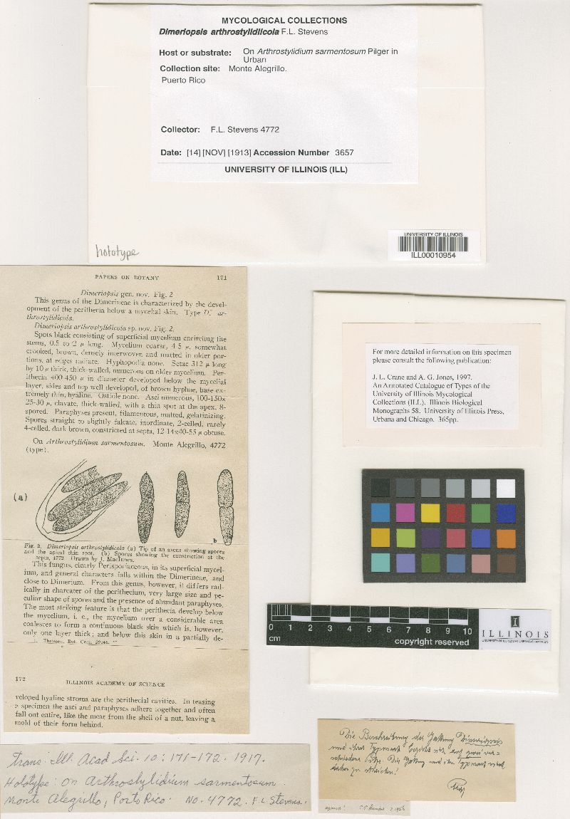 Eudimeriolum arthrostylidiicola image