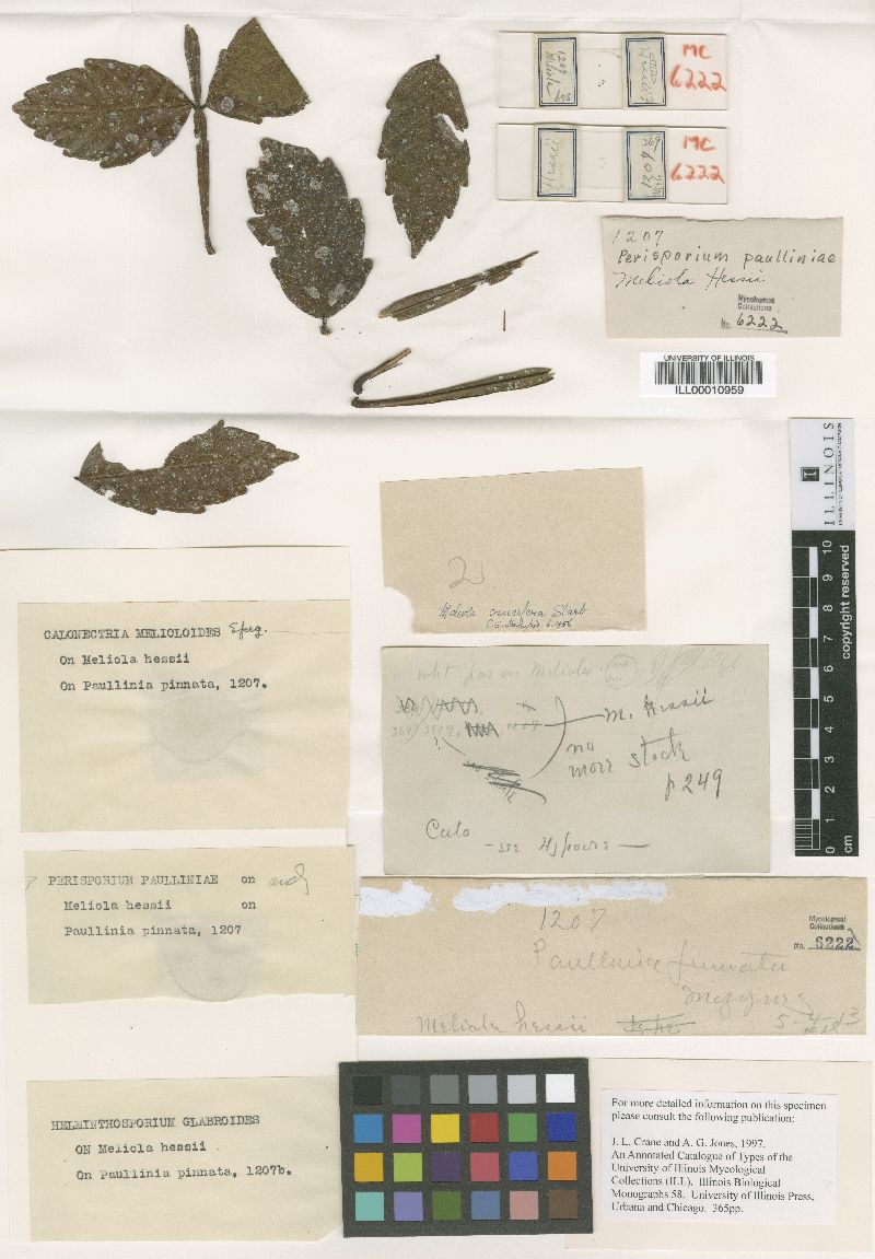 Hyalosphaera pulchella image