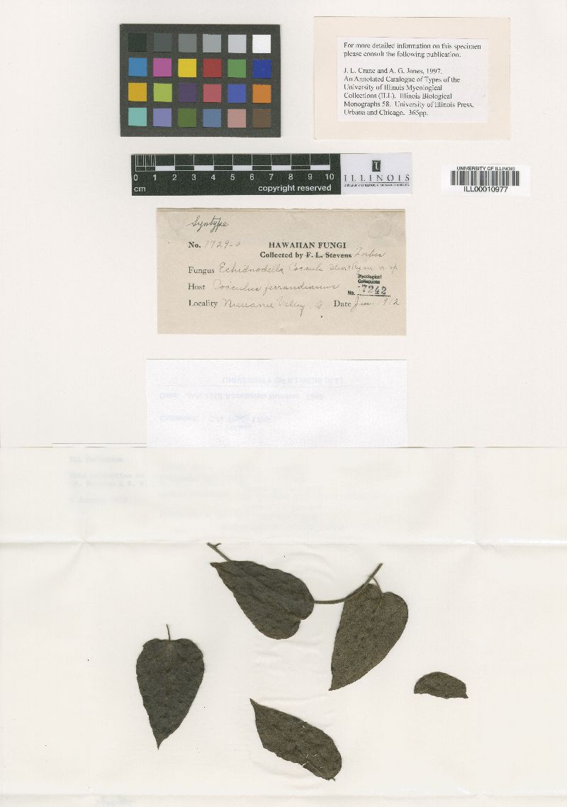 Echidnodella cocculi image