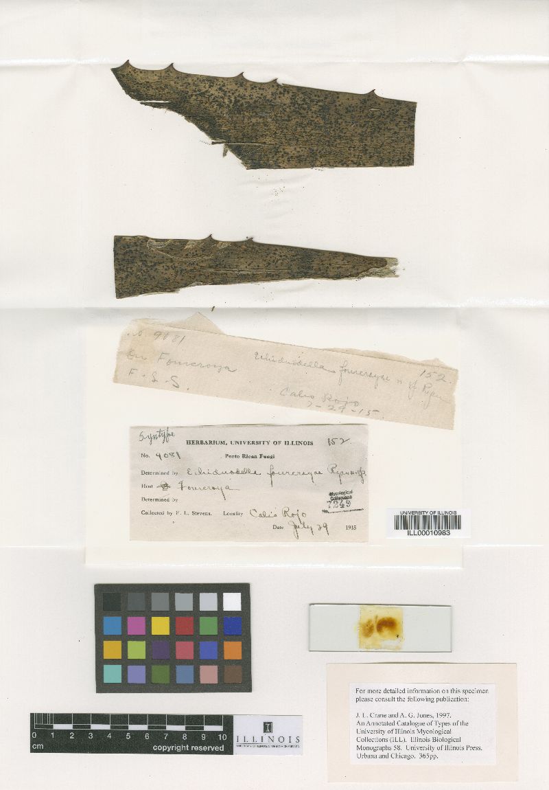Echidnodella furcraeae image