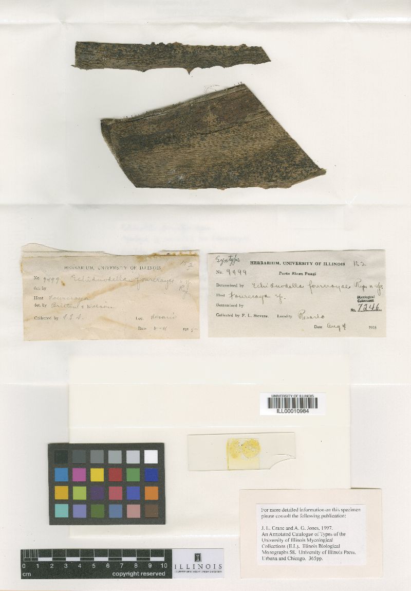 Echidnodella furcraeae image