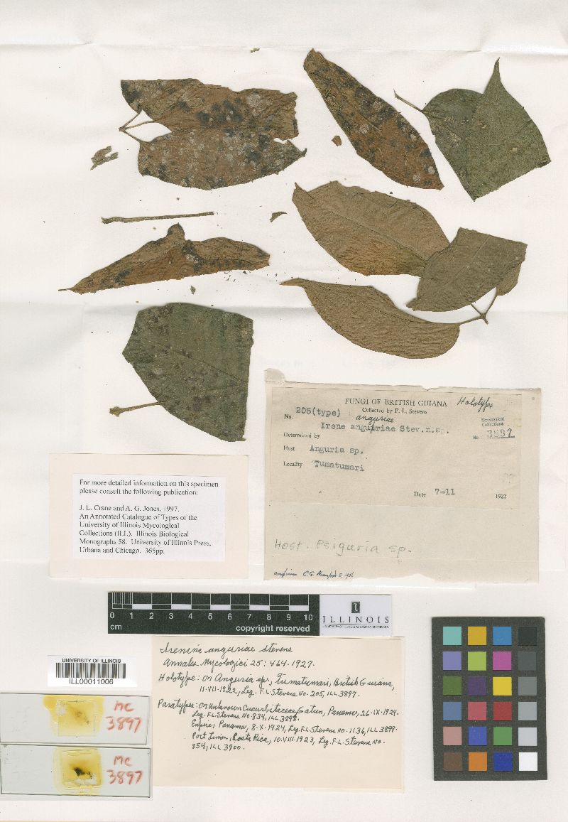 Irenina anguriae image