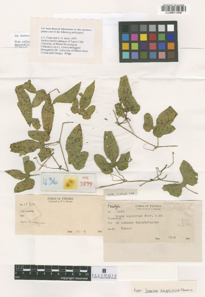 Irenina anguriae image