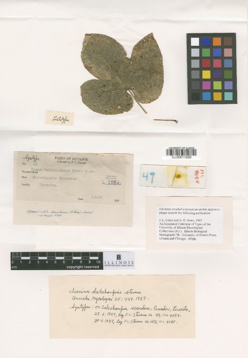 Irenina dalechampiae image