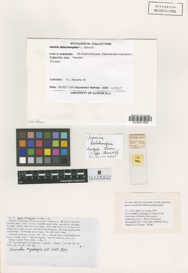 Irenina dalechampiae image