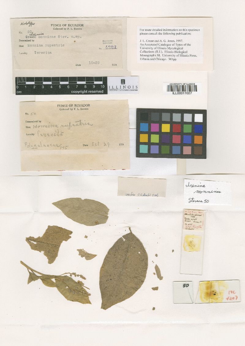 Meliolaceae image