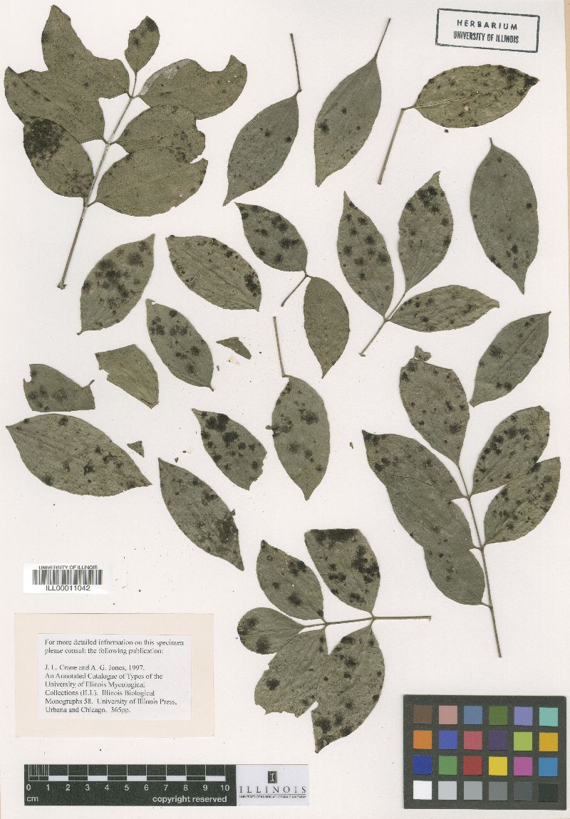 Irenopsis portoricensis image