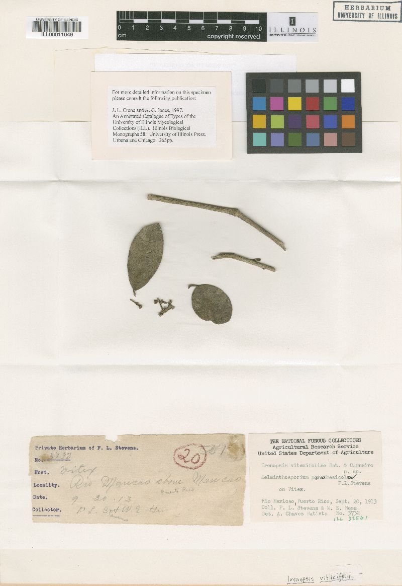 Irenopsis viticifolii image
