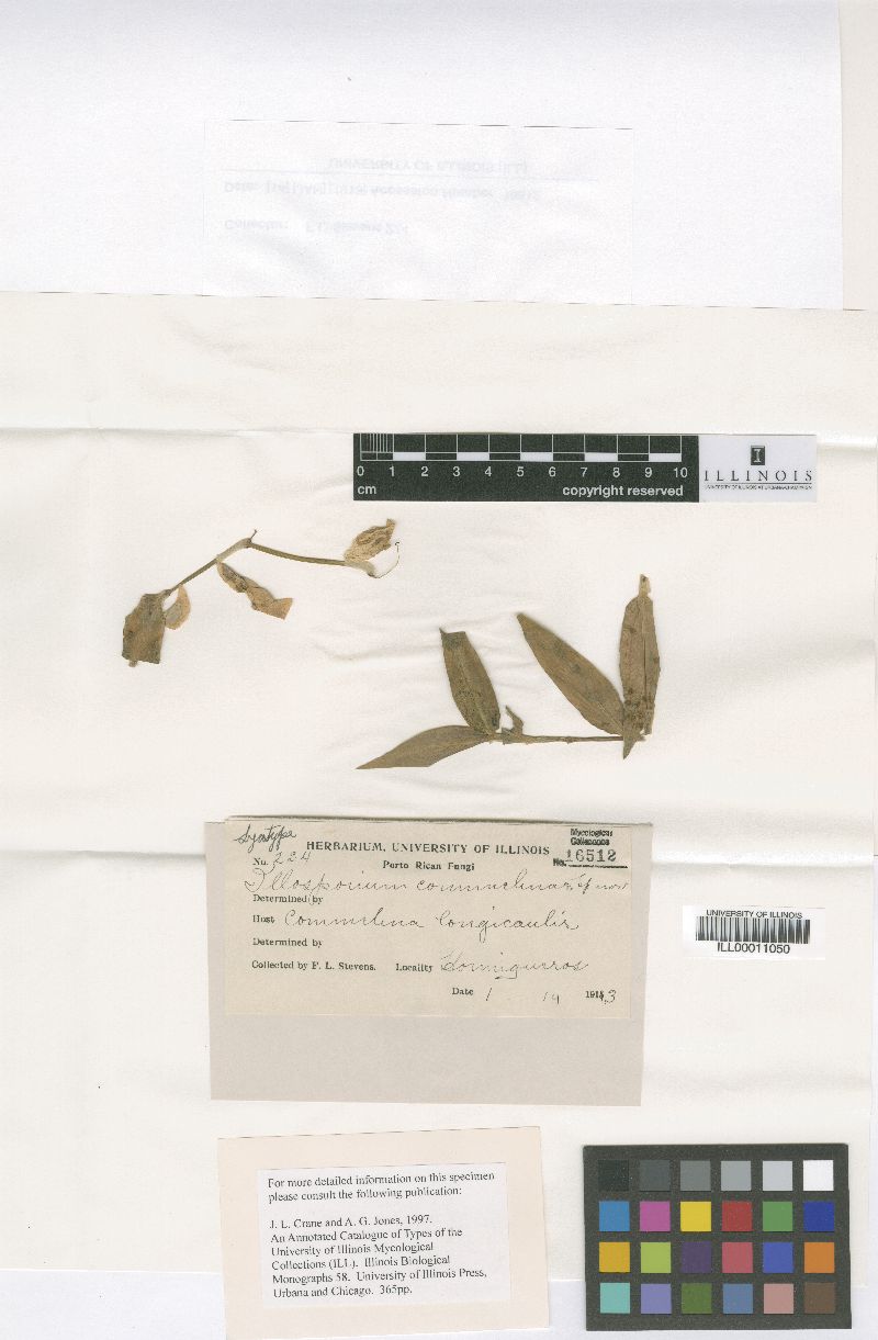 Illosporium commelinae image