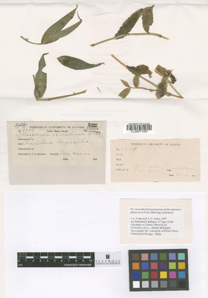 Illosporium commelinae image