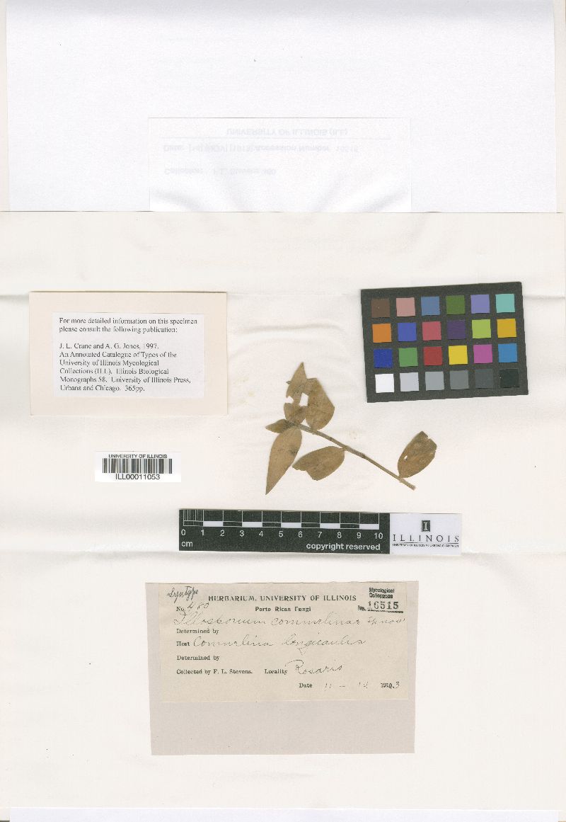 Illosporium image