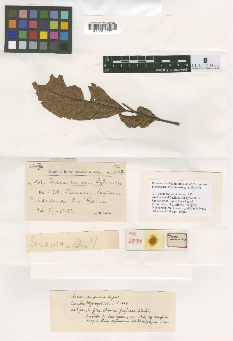 Irene amoena image