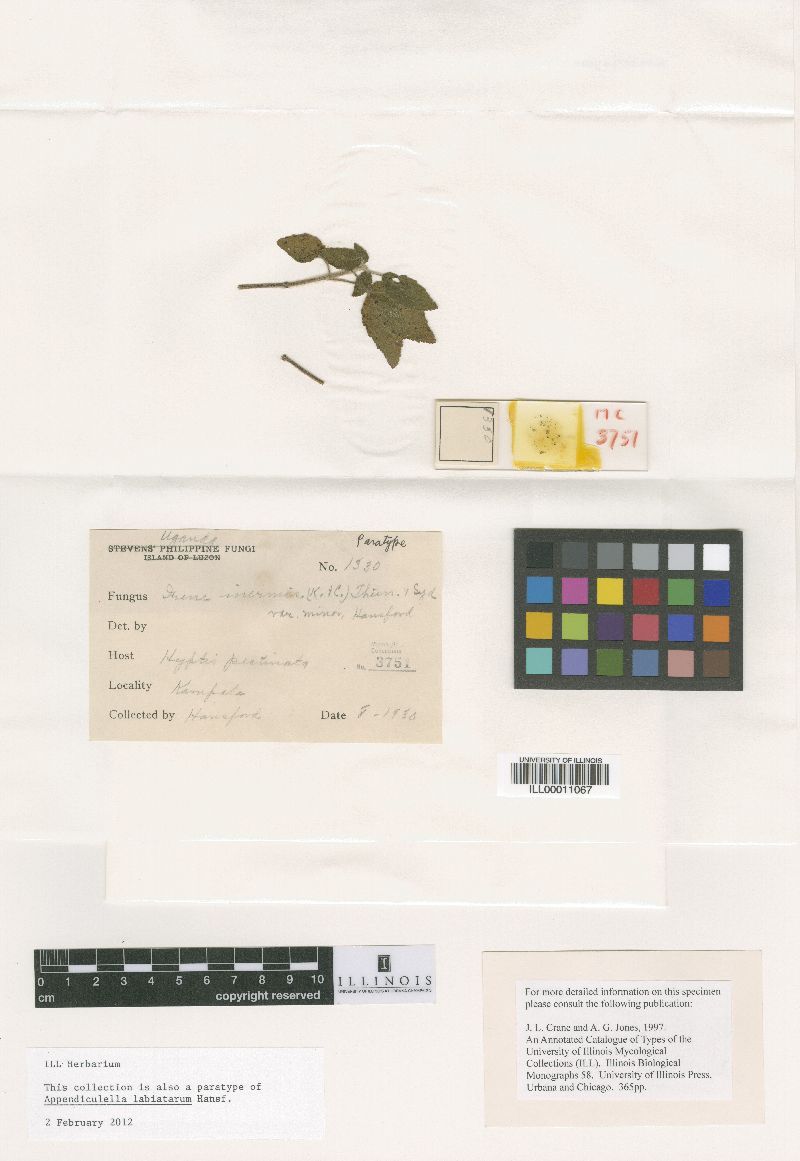 Irene inermis image