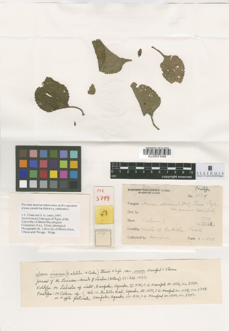 Irene inermis image