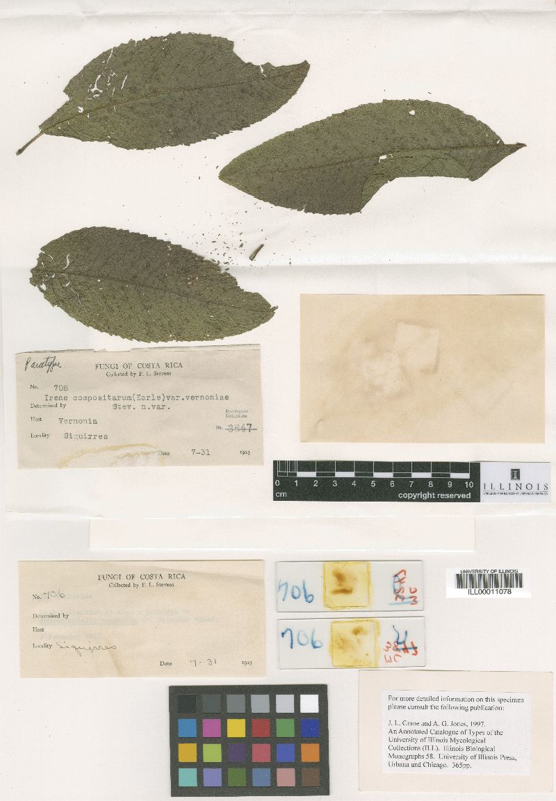 Irene sororcula image