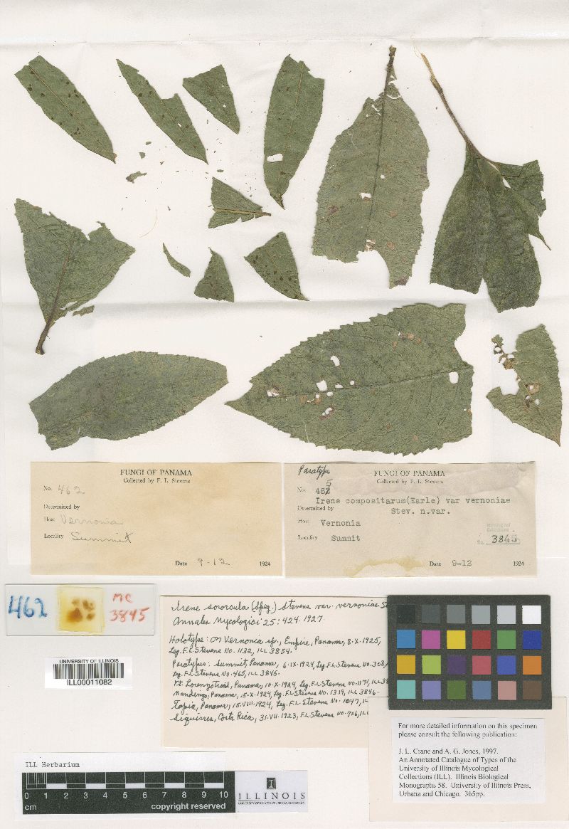 Irene sororcula image