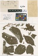 Irene tonkinensis image