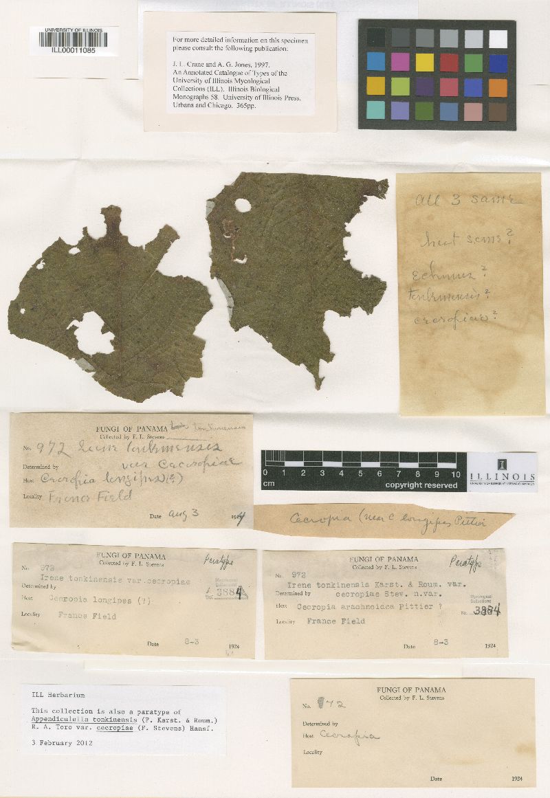 Irene tonkinensis image