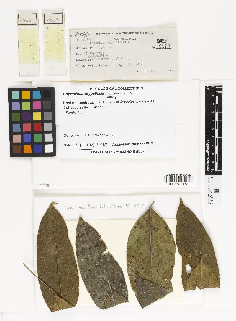 Phyllachora drypeticola image