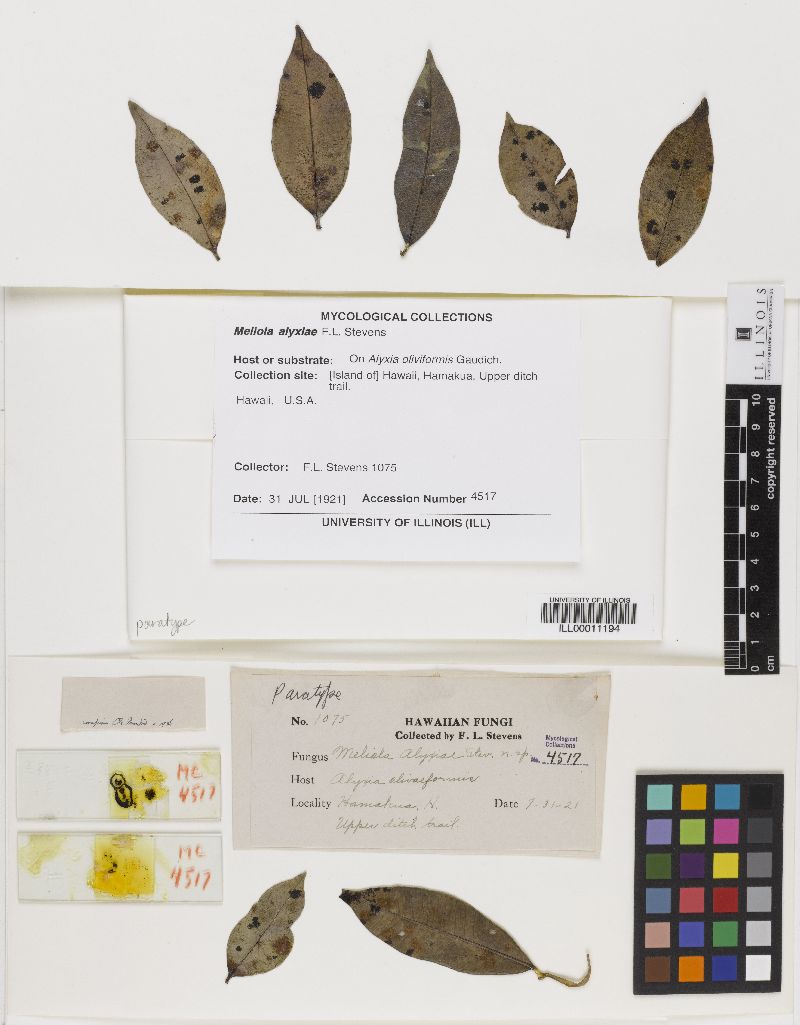 Meliola alyxiae image