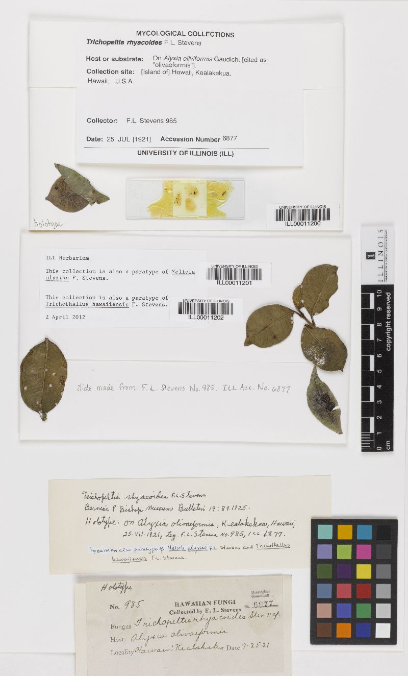 Meliola alyxiae image