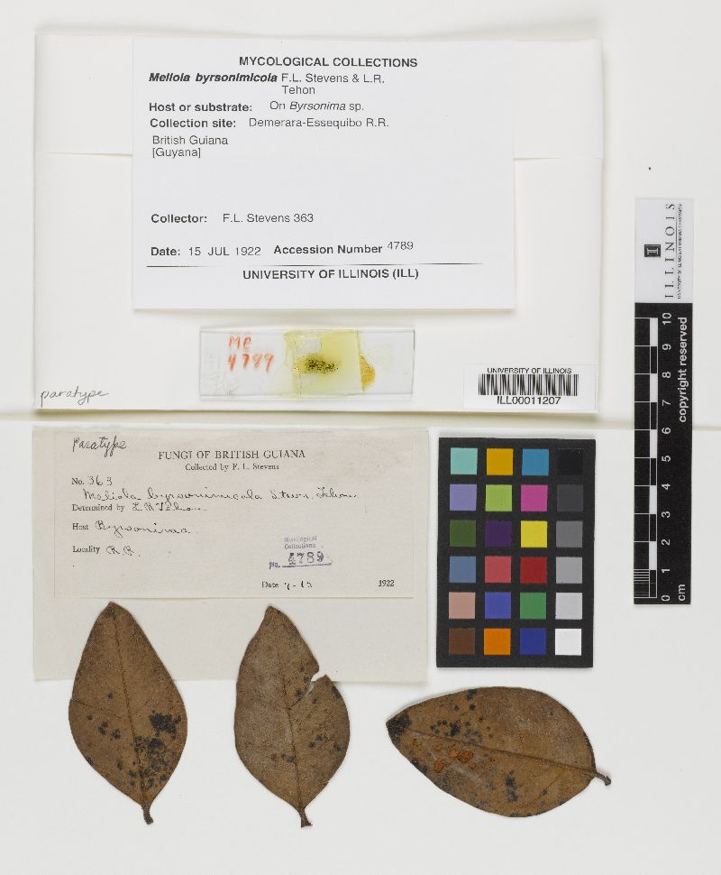 Meliola byrsonimicola image