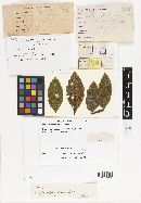 Meliola paulliniae image
