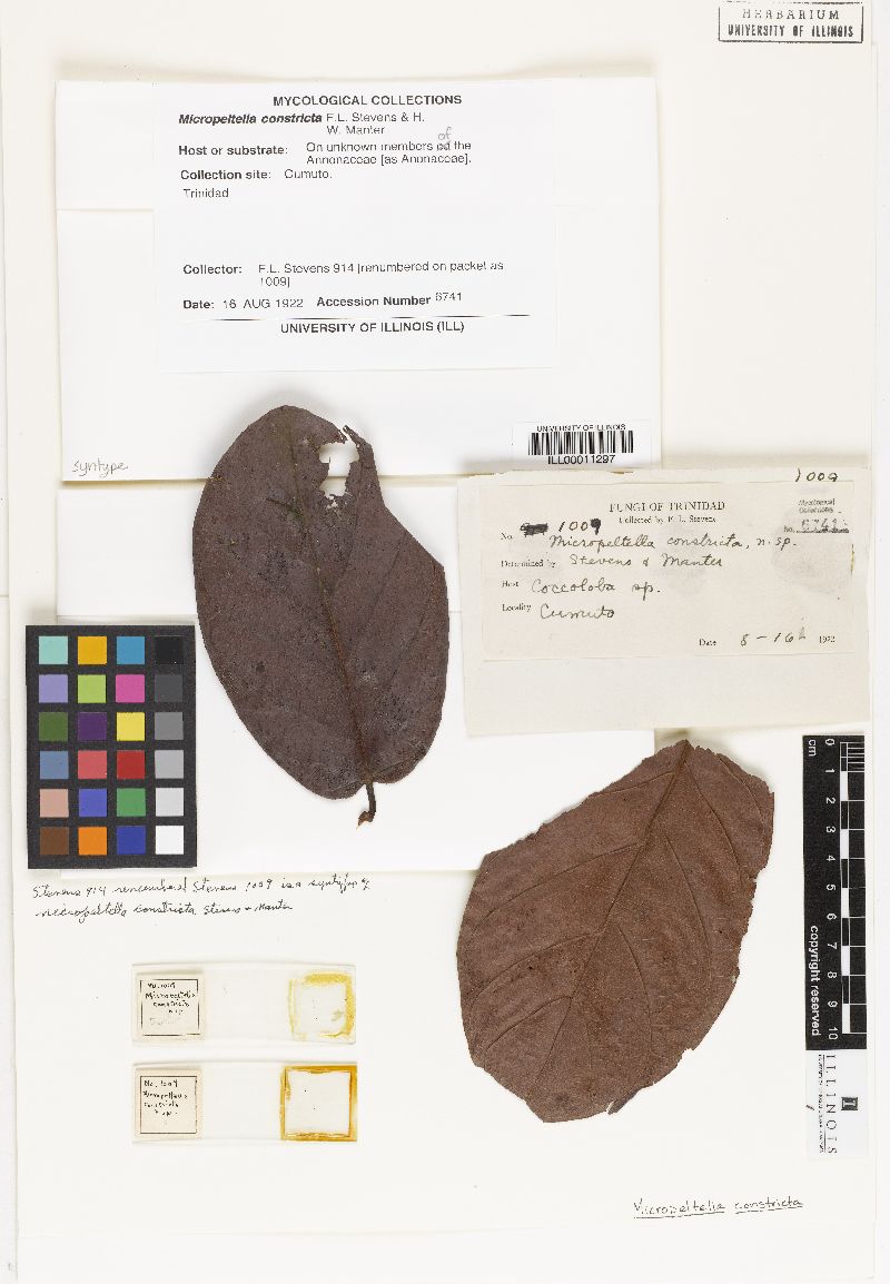 Micropeltella constricta image