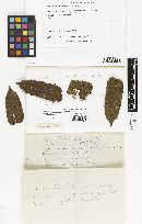 Micropeltidium portoricense image