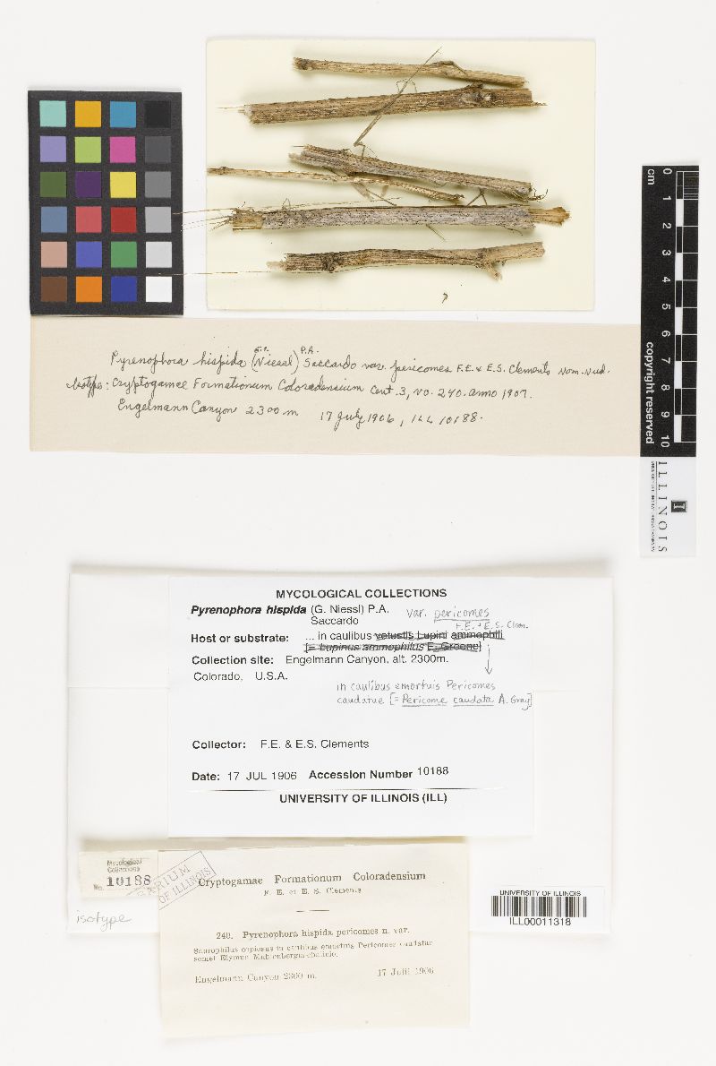 Pyrenophora image