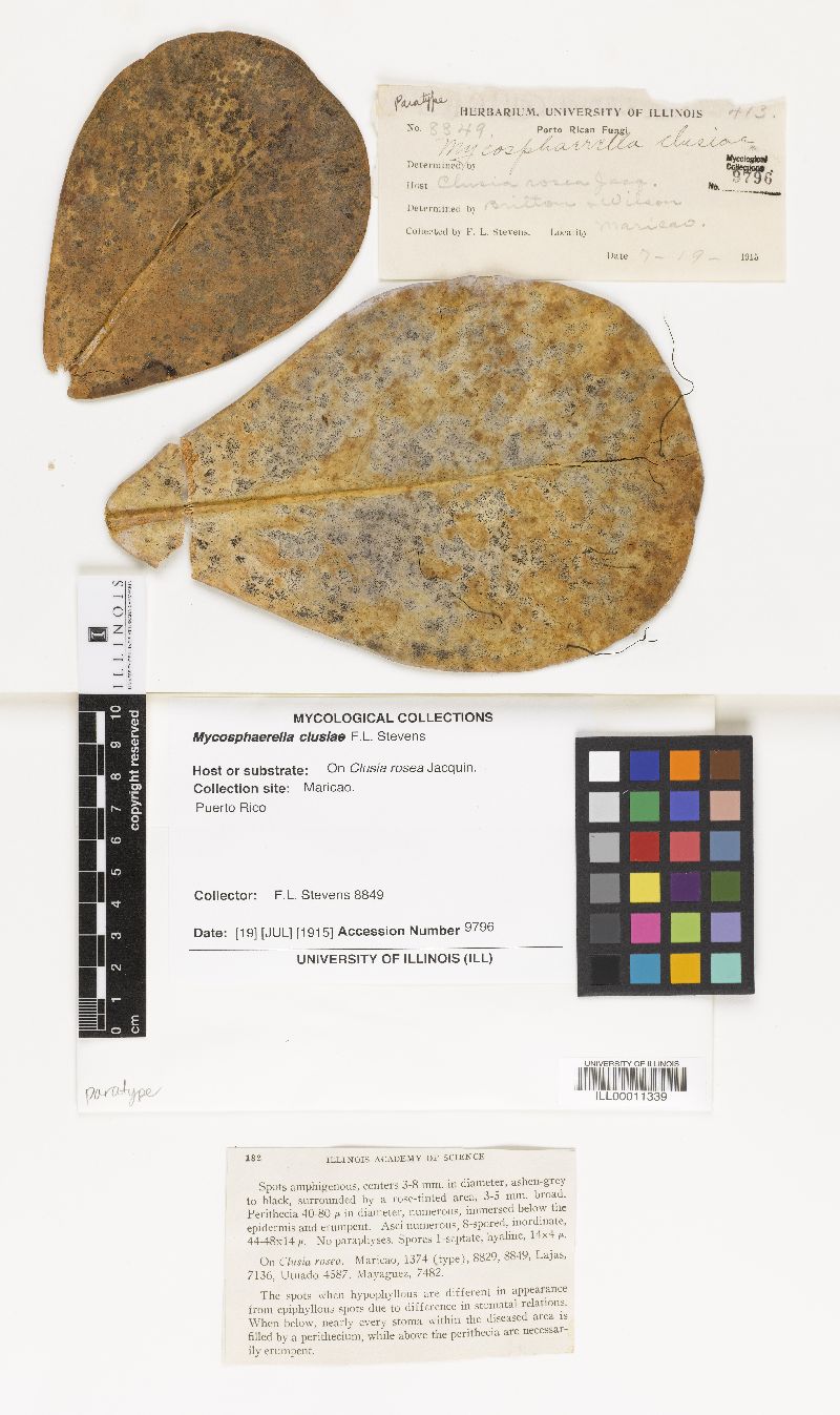 Mycosphaerella clusiae image