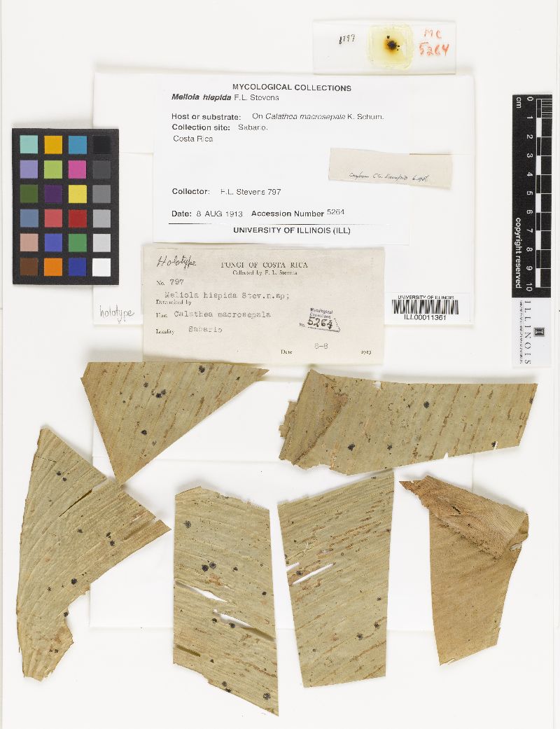 Meliola hispida image