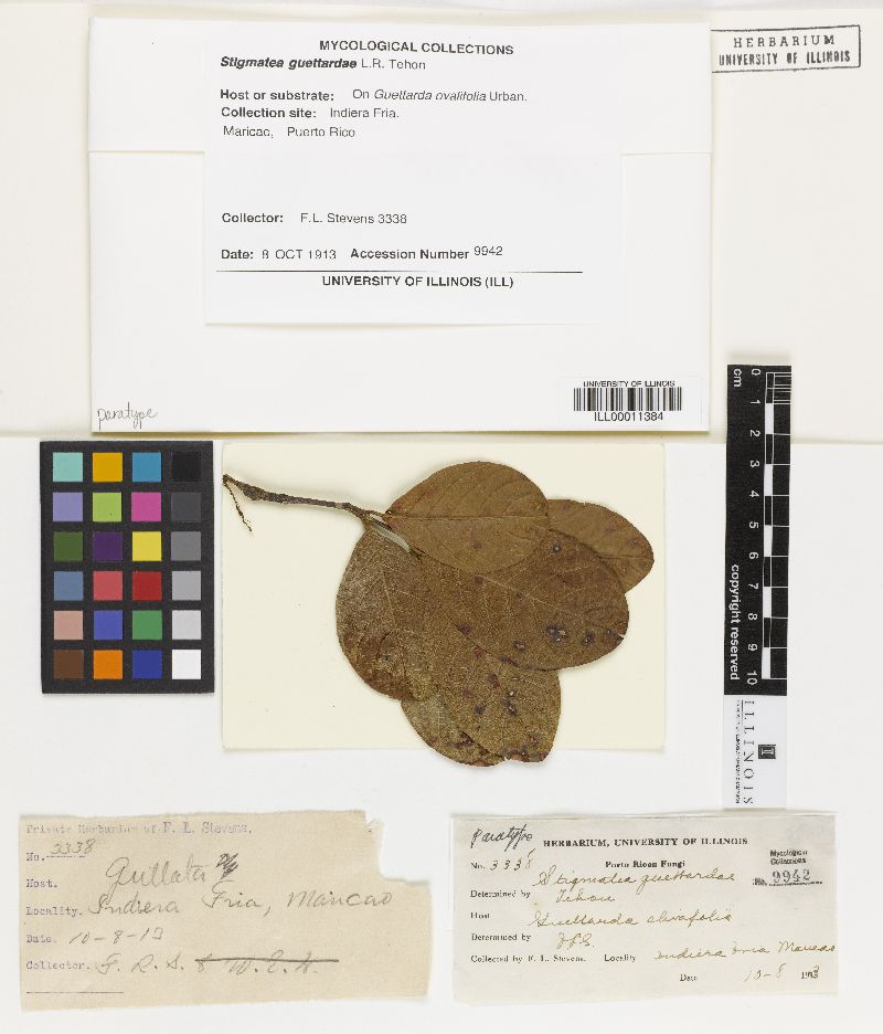 Stigmatea guettardae image
