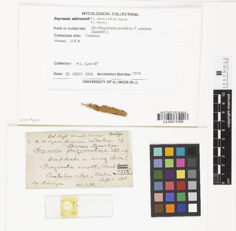 Seynesia atkinsonii image