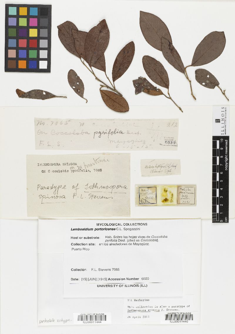 Isthmospora image