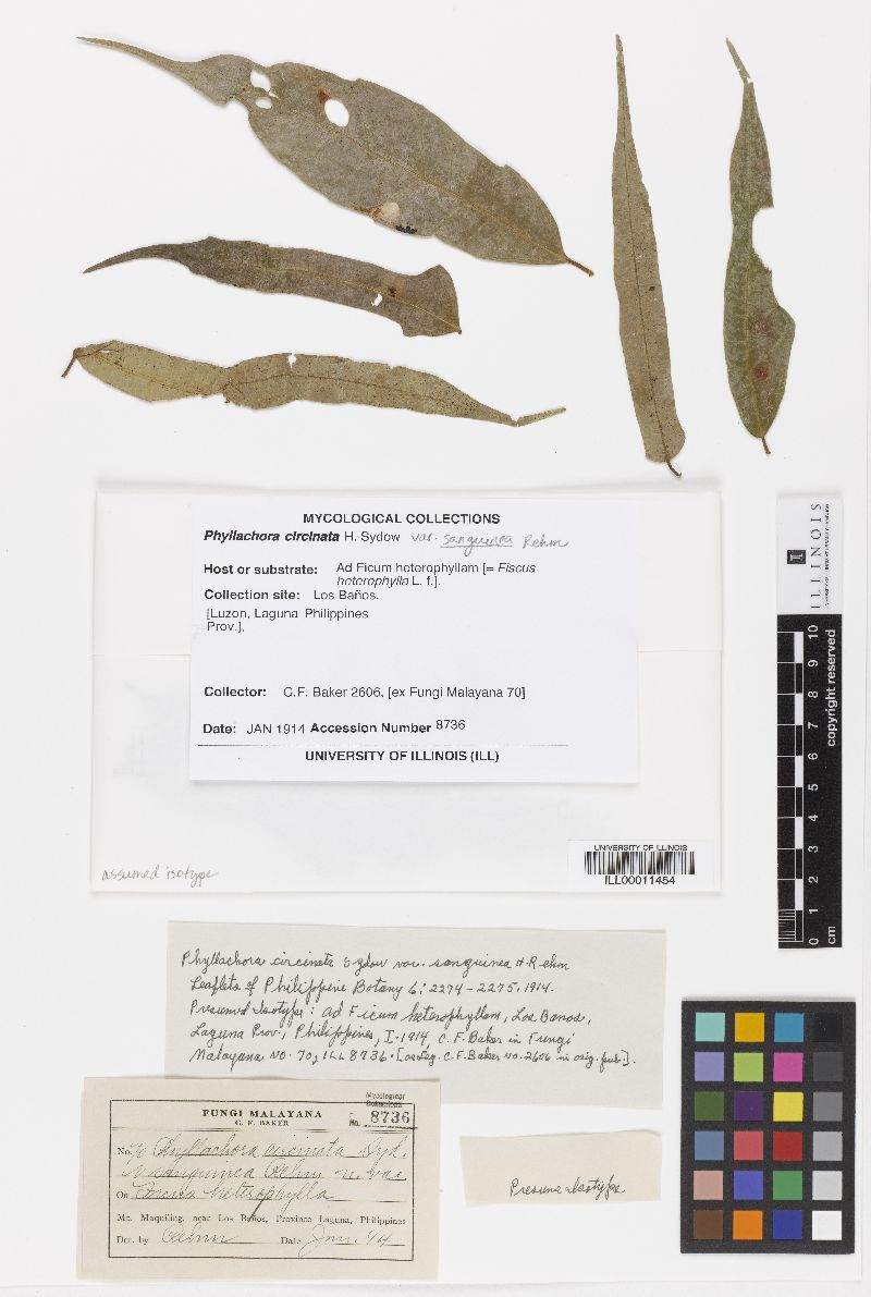Phyllachora dolichogena ssp. circinata image