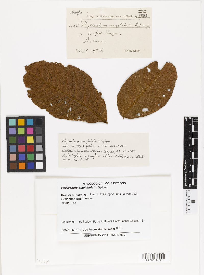 Phyllachora amphibola image