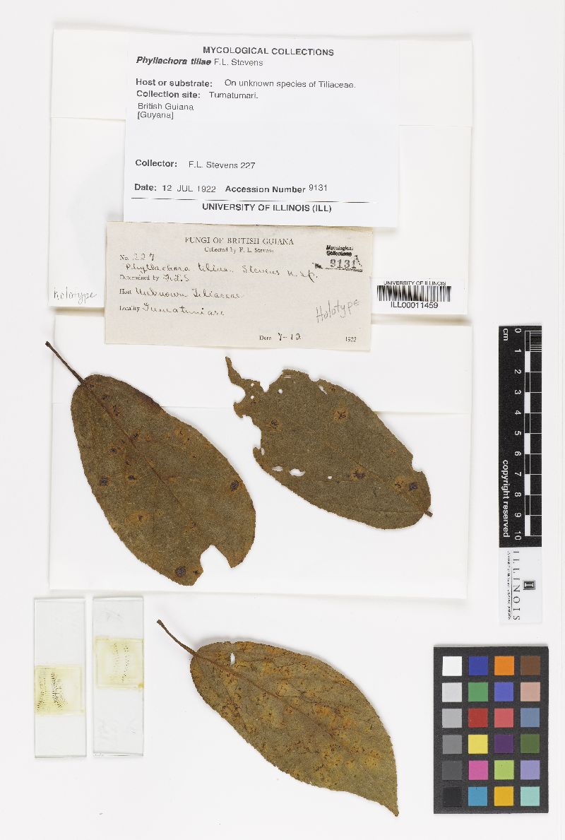 Phyllachora tiliae image